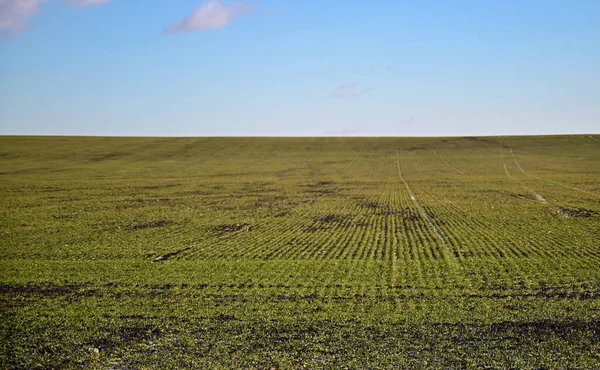 Landwirtschaft Schneebedeckte Reihen Von Weizenfeld Grüner Weizen Unter Dem Schnee — Stockfoto