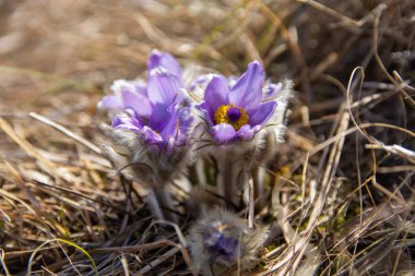 Bahar çiçekleri pulsatilla vernalis doğal arka planda, ayrıntılı makro görünüm.
