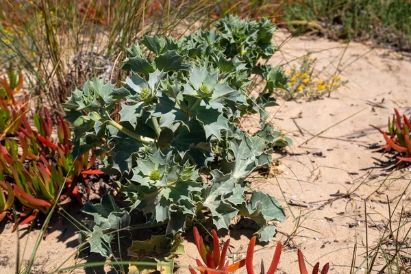 Sahildeki kumsalda dikenli otlar. Deniz Eryngium kıyı şeridi yakınlarındaki kum tepeleri arasında büyüyor. Çöl kaktüsü. Doğal arka plan. Karadeniz kıyısı bitkileri. Deniz Holly dikenleri.