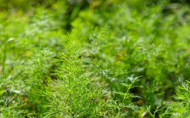 Taze yeşil dereotu ve maydanoz bahçede yetişir.