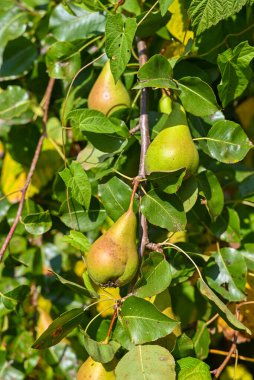 Meyve bahçesindeki ağaç dalında sallanan sulu armutlar..