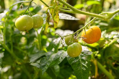Çalıların üzerinde asılı sarı domates. Çeri domates bahçeli organik mini domates..