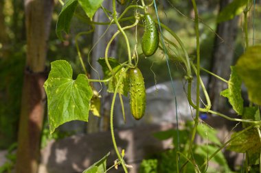 Kırsal kesimdeki bir serada salatalık yetişiyor.