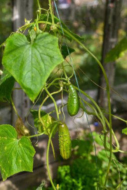 Kırsal kesimdeki bir serada salatalık yetişiyor.
