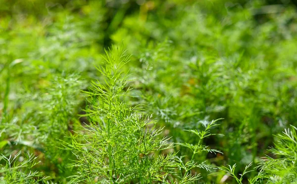 Taze yeşil dereotu ve maydanoz bahçede yetişir.