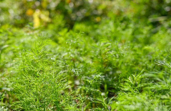 Taze yeşil dereotu ve maydanoz bahçede yetişir.