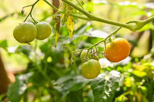 Çalıların üzerinde asılı sarı domates. Çeri domates bahçeli organik mini domates..
