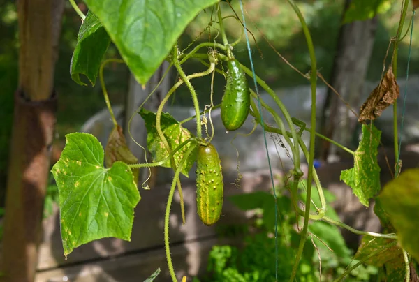Kırsal kesimdeki bir serada salatalık yetişiyor.