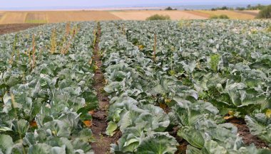 Cabbage Harvest in the field. Agricultural industry.