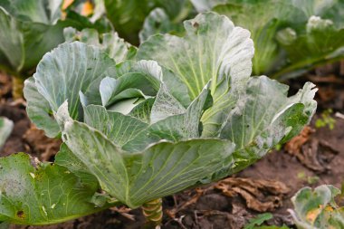 Cabbage Harvest in the field. Agricultural industry.