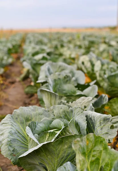 Cabbage Harvest in the field. Agricultural industry.