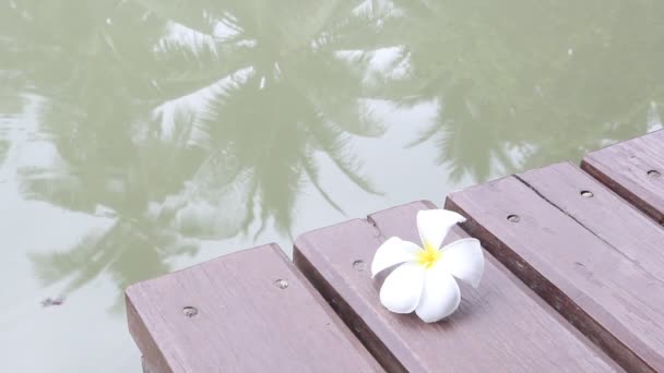 Relaxing on wooden bridge beside the river — Stock Video