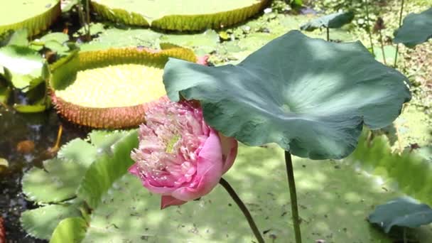 Stora lotusblommor i trädgård pool — Stockvideo