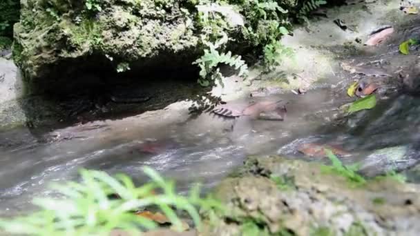 Gros plan sur une petite cascade dans la forêt profonde 