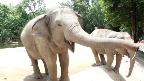 Personnes nourrissant des éléphants 