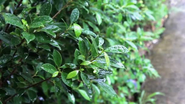 Regnet auf kleine Blätter im Garten — Stockvideo