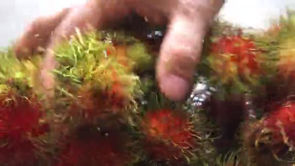 Lavando rambutans de perto — Vídeo de Stock