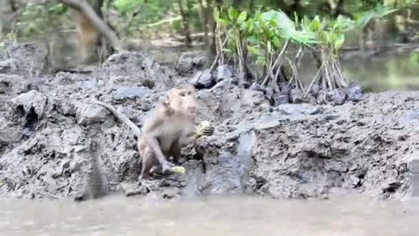 Macacos na floresta de Manguezais comendo frutas — Vídeo de Stock