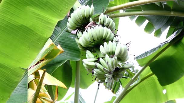 Банановое дерево в дождливый день на открытом воздухе — стоковое видео