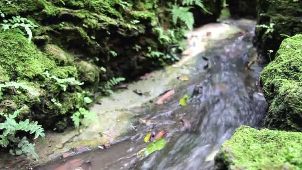Detailní záběr na malé vodopád v hlubokém lese — Stock video