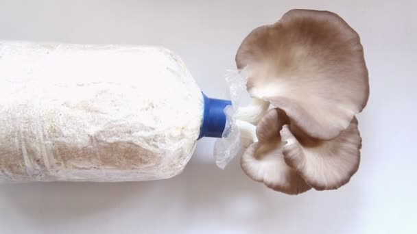 Gros plan pour planter des champignons — Video