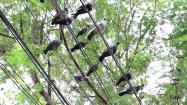 bir sürü Güvercin kablolara City