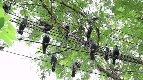 Un troupeau de pigeons sur les câbles de la ville — Video