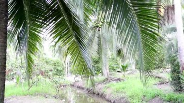 Yeşil Hindistan cevizi meyve ağaçlarına portre