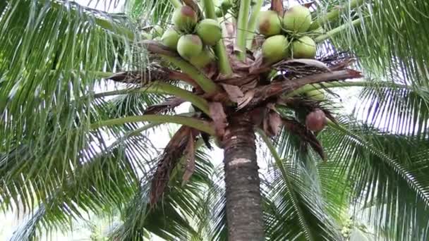 Närbild till gröna kokospalmer frukt — Stockvideo