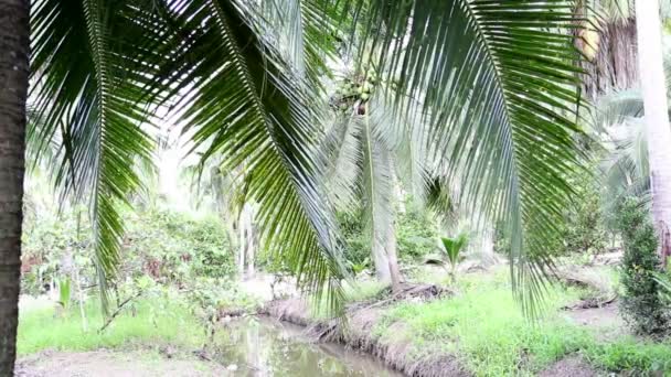 Closeup to green coconut fruit trees — Stock Video