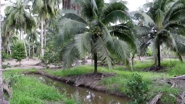 Gros plan sur les cocotiers verts 