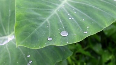 dans, yağmur damla bonnie yaprak yüzeyi