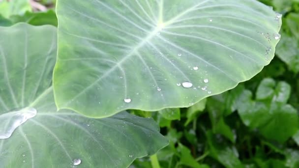 Danza della pioggia, goccia d'acqua sulla superficie delle foglie di Bonnie — Video Stock