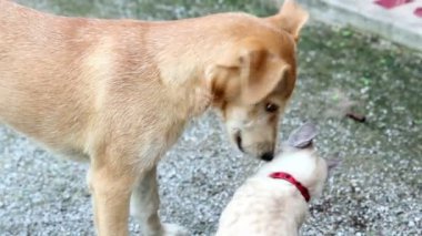 arkadaşım kedi ve köpek