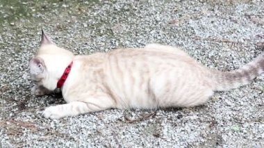 sevimli Tay kedi