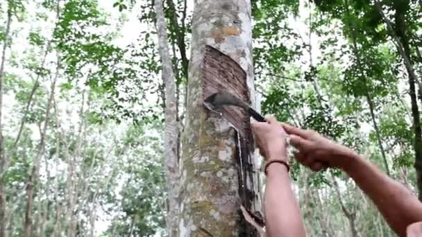 Trabajador tocando látex — Vídeo de stock