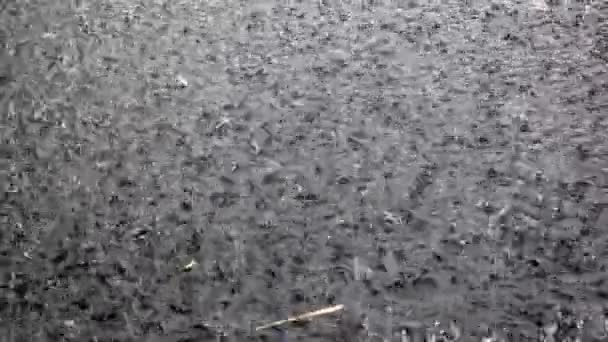 Grandes gouttes de pluie sur la surface de l'eau 