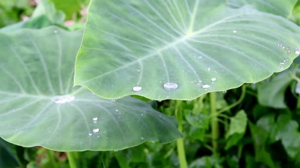 Pioggia sulla superficie delle foglie di Bonnie — Video Stock