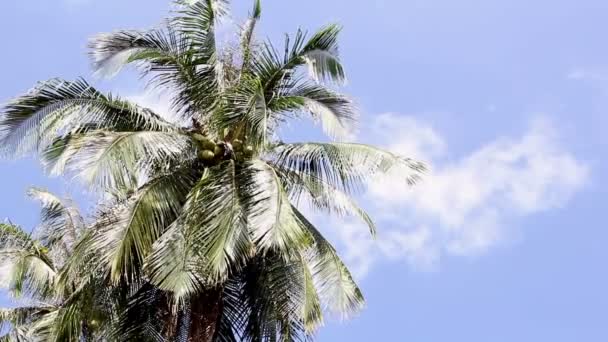 Coconut träd på blå himmel bakgrund — Stockvideo