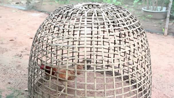 Куряче життя в бамбуковій клітці на сільській місцевості — стокове відео