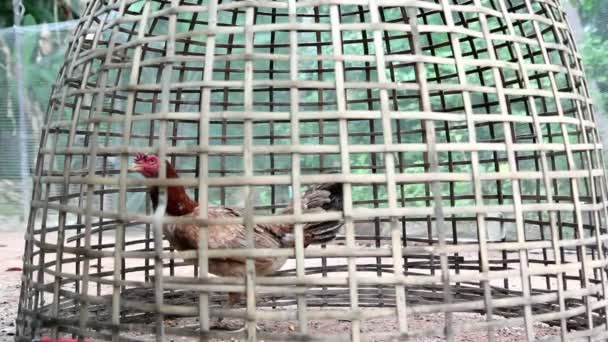 Куряче життя в бамбуковій клітці на сільській місцевості — стокове відео