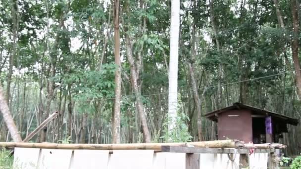 Резиновые сырые листы висят на бамбуковых палочках, Таиланд — стоковое видео