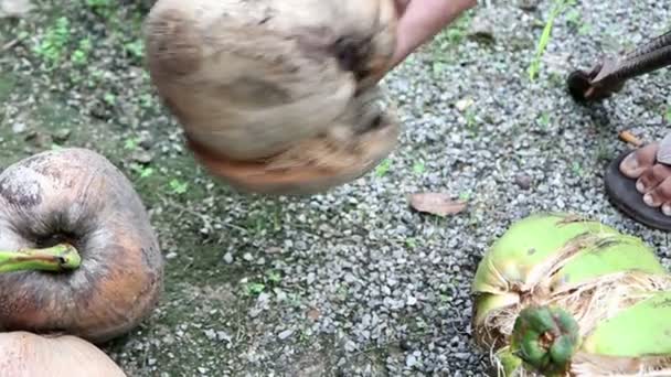 Отрезание кокосовых фруктов с помощью DIY инструмента в Таиланде — стоковое видео