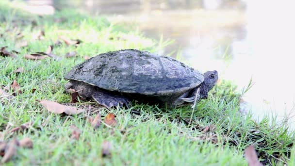 Turtle standing beside the lake in natural park — Stock Video