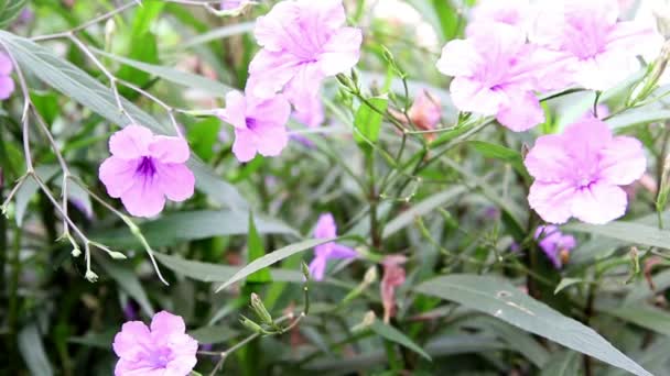蜜蜂采集花蜜里面紫色花 — 图库视频影像