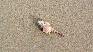 Kumsalda deniz kabuğu