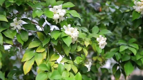 Butterfly with white flowers and with green leaves in park — Stock Video