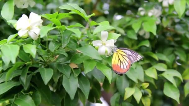 Mariposa con flores blancas y con hojas verdes en el parque — Vídeo de stock