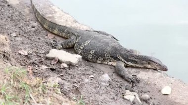 Close-Up doğal göl yanında su monitör veya varanus salvato gezinme