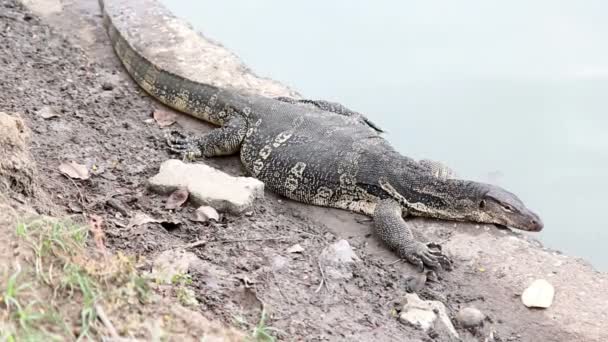 Szczegół woda monitora lub varanus salvato przeszukiwanie obok naturalne jezioro — Wideo stockowe